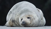 Image result for Seal Animal. Size: 175 x 100. Source: www.today.com
