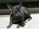 Bilderesultat for Meksikansk nakenhund. Størrelse: 134 x 100. Kilde: www.rasehund.no