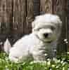 Biletresultat for Coton De Tulear. Storleik: 98 x 100. Kjelde: www.petzlover.com