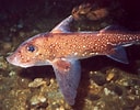 CHIMAERIDAE Fish-साठीचा प्रतिमा निकाल. आकार: 128 x 100. स्रोत: www.uniprot.org