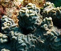 Image result for "diploria Clivosa". Size: 120 x 100. Source: reefguide.org
