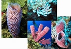 Image result for "rissoa Porifera". Size: 145 x 100. Source: studylib.net