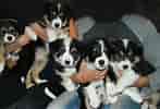 Image result for Bordercollie Pentuja. Size: 147 x 100. Source: eveetun.weebly.com