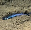 Image result for Etmopterus pusillus. Size: 103 x 100. Source: fishesofaustralia.net.au
