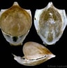 Image result for "cavolinia tridentata Tridentata". Size: 99 x 100. Source: www.conchology.be