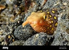 Image result for Ophichthus polyophthalmus. Size: 138 x 100. Source: www.alamy.com