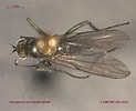 Image result for "metridia Brevicauda". Size: 123 x 100. Source: www.zoology.ubc.ca