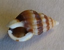 Image result for "nassarius Incrassatus". Size: 128 x 100. Source: www.shells.cz