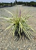 Image result for Liriope tetraphylla Stam. Size: 73 x 100. Source: lathamsnursery.com