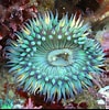 Image result for anemone Animal. Size: 99 x 100. Source: www.pinterest.com