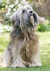 Image result for Tibetansk Terrier. Size: 71 x 100. Source: www.omlet.se