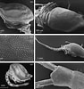 Image result for "campylaspis Verrucosa". Size: 94 x 100. Source: www.researchgate.net
