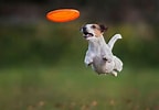 Image result for Frisbee Dog. Size: 144 x 100. Source: www.lolwot.com