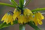 Image result for "fritillaria Formica". Size: 150 x 100. Source: garden.org