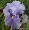 Image result for Iris soorten. Size: 97 x 100. Source: smkn1-sukabumi.org