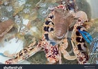 Image result for "thenus Orientalis". Size: 143 x 100. Source: www.shutterstock.com