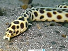 Image result for Myrichthys maculosus. Size: 135 x 100. Source: www.reeflex.net