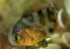 Image result for "psenes Maculatus". Size: 144 x 100. Source: fishesofaustralia.net.au