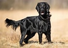 Image result for Flat Coated Retriever. Size: 141 x 100. Source: www.dailypaws.com