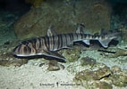 Afbeeldingsresultaten voor "heterodontus Zebra". Grootte: 142 x 100. Bron: www.sharksandrays.com