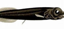 Image result for "xenodermichthys Copei". Size: 219 x 100. Source: creazilla.com