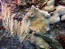 Image result for "pterogorgia Guadalupensis". Size: 131 x 100. Source: www.aqua-plongee.com