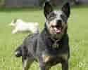 Image result for Australian Cattle Dog. Size: 125 x 100. Source: www.dog-learn.com