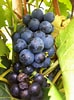 Afbeeldingsresultaten voor Blauwe druif. Grootte: 74 x 100. Bron: www.leilinde.com