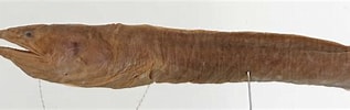 Image result for "panturichthys Fowleri". Size: 317 x 100. Source: fishbiosystem.ru