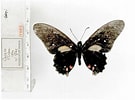 Image result for Mimoides ariarathes. Size: 135 x 100. Source: www.butterfliesofamerica.com