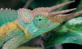 Résultat d’image pour Rainbow Chameleon. Taille: 165 x 100. Source: www.rightthisminute.com