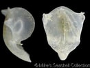 Image result for "diacavolinia Limbata". Size: 131 x 100. Source: www.conchology.be