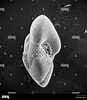 Image result for "globorotalia Scitula". Size: 87 x 100. Source: www.alamy.es