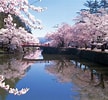 Image result for cerezos en flor Sakura. Size: 108 x 100. Source: www.pinterest.com