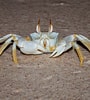Image result for white Ghost Crab. Size: 90 x 100. Source: parksaustralia.gov.au
