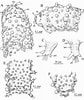 Afbeeldingsresultaten voor Sphaerodoropsis minuta Geslacht. Grootte: 84 x 100. Bron: www.researchgate.net