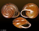 Image result for "haliscera Conica". Size: 128 x 100. Source: allspira.com