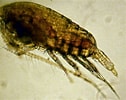 Afbeeldingsresultaten voor "paracalanus Aculeatus". Grootte: 126 x 100. Bron: www.marinespecies.org