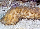 Image result for "holothuria Thomasi". Size: 136 x 100. Source: www.agefotostock.com
