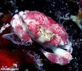 Image result for "nucia Speciosa". Size: 116 x 100. Source: www.underwaterkwaj.com