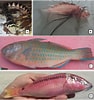 Image result for "pisodonophis Semicinctus". Size: 94 x 100. Source: www.researchgate.net