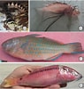 Image result for "pisodonophis Semicinctus". Size: 95 x 100. Source: www.researchgate.net