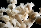 Image result for Lophelia pertusa Geslacht. Size: 144 x 100. Source: www.eu-atlas.org