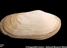 Image result for "lutraria Angustior". Size: 139 x 100. Source: naturalhistory.museumwales.ac.uk