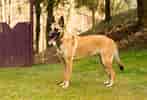 Image result for Belgisk hyrdehund. Size: 147 x 100. Source: www.zooplus.dk