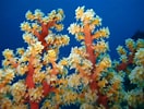 Image result for Zachte koralen Lijst. Size: 132 x 100. Source: nl.dreamstime.com