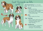 Image result for St. Bernard Dog Breed Lifespan. Size: 139 x 100. Source: www.thesprucepets.com