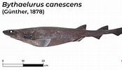 Image result for Bythaelurus hispidus Anatomie. Size: 174 x 100. Source: shark-references.com
