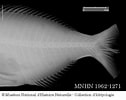 Image result for "kyphosus Incisor". Size: 126 x 100. Source: fishbiosystem.ru