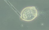 Image result for "microstoma Microstoma". Size: 164 x 100. Source: feralco-waterlab.com